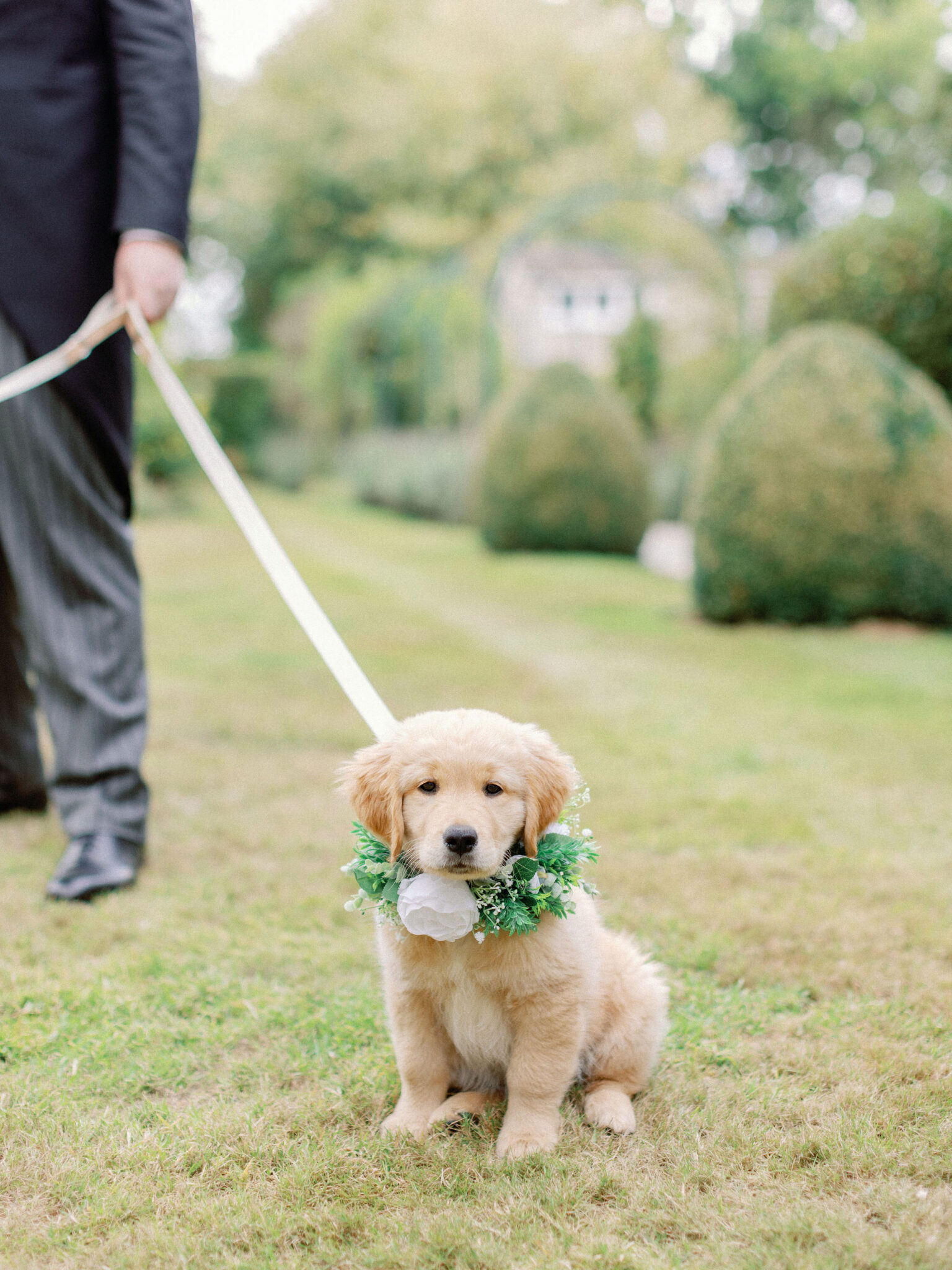 Puppy at wedding